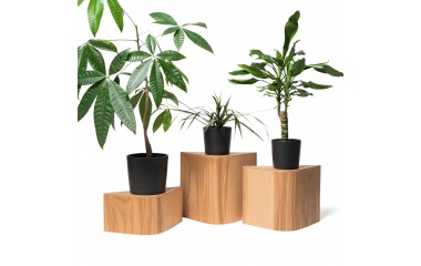 Blocchi in Legno Naturale (I-Tock)